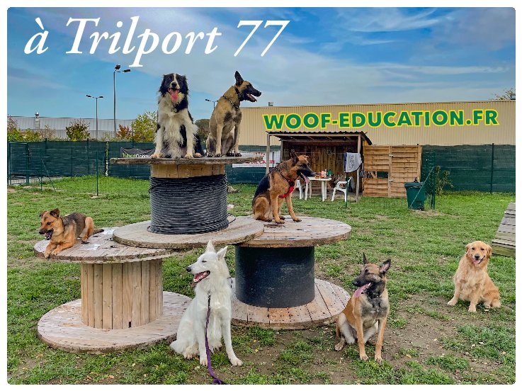 WOOF EDUCATION pour chiens - photo 1