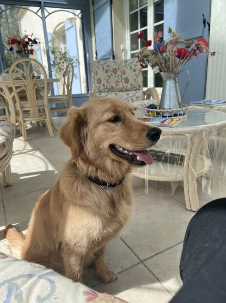 WOOF EDUCATION pour chiens - photo 2