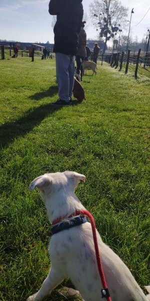 Entente Cynophile de Mouroux - photo 2