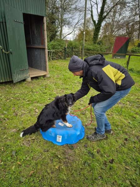 Entente Cynophile de Mouroux - photo 3