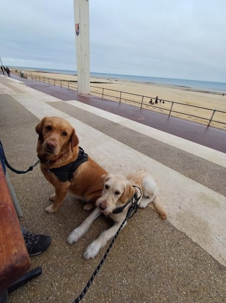 CIE Chiens Guides du Cœur - photo 1