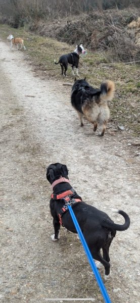 Canin tout plein - photo 3