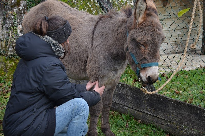 Lisa Debock - Shiatsu Equin et Canin - photo 1