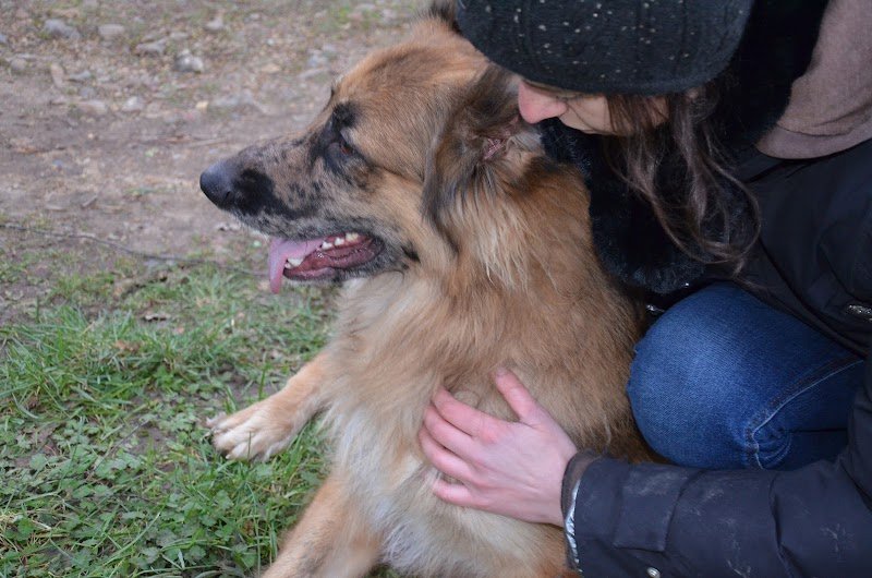 Lisa Debock - Shiatsu Equin et Canin - photo 2