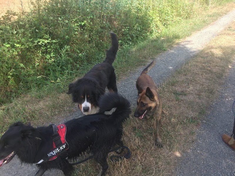 MCI Obéissance Dog - photo 1