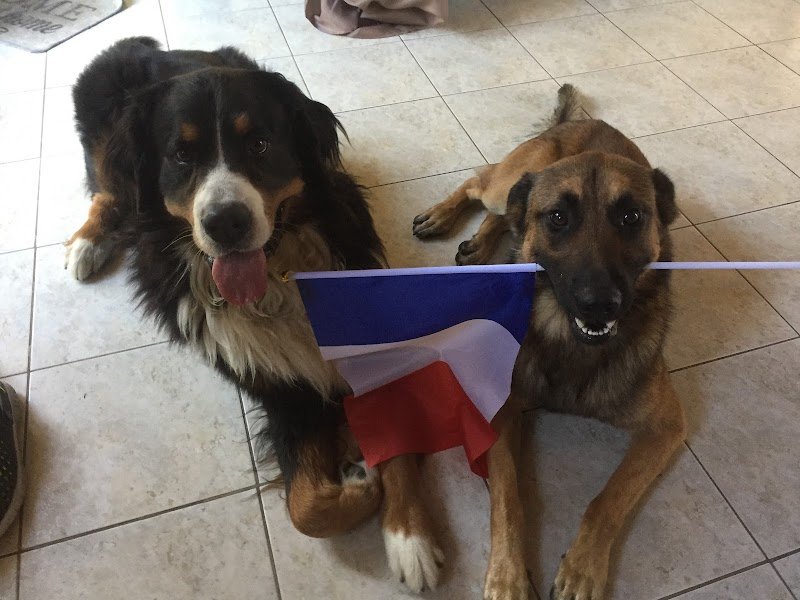 MCI Obéissance Dog - photo 3