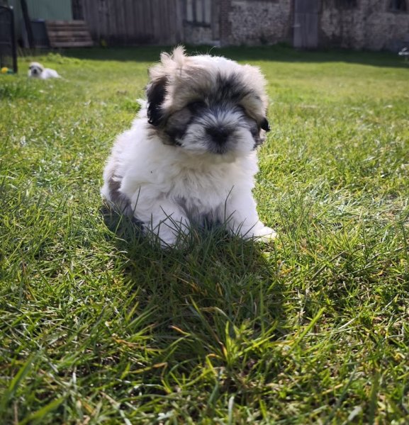 La boîte à malice élevage canin