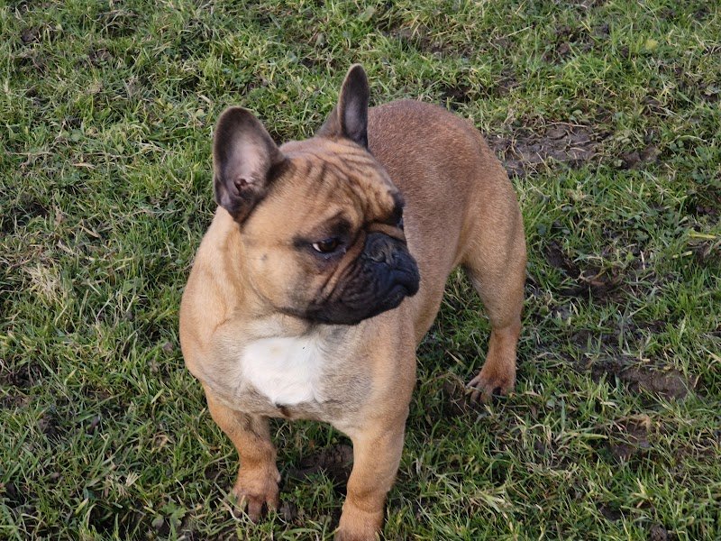 La boîte à malice élevage canin - photo 2