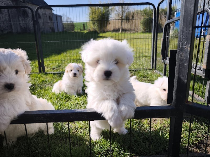 La boîte à malice élevage canin - photo 3