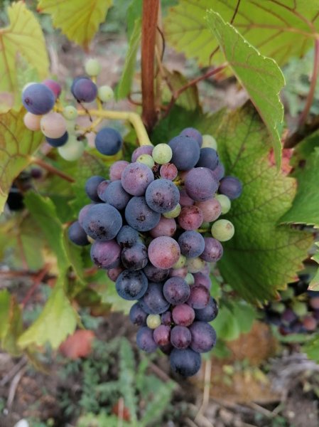 CLUB CANIN ROMILLY/SEINE