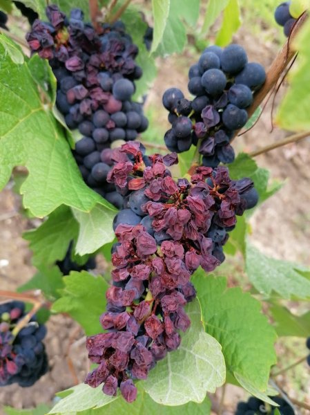 CLUB CANIN ROMILLY/SEINE - photo 2