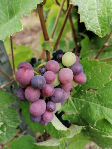 CLUB CANIN ROMILLY/SEINE - photo 3