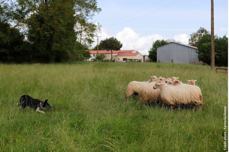 CANITOOLS Educateur canin - photo 1