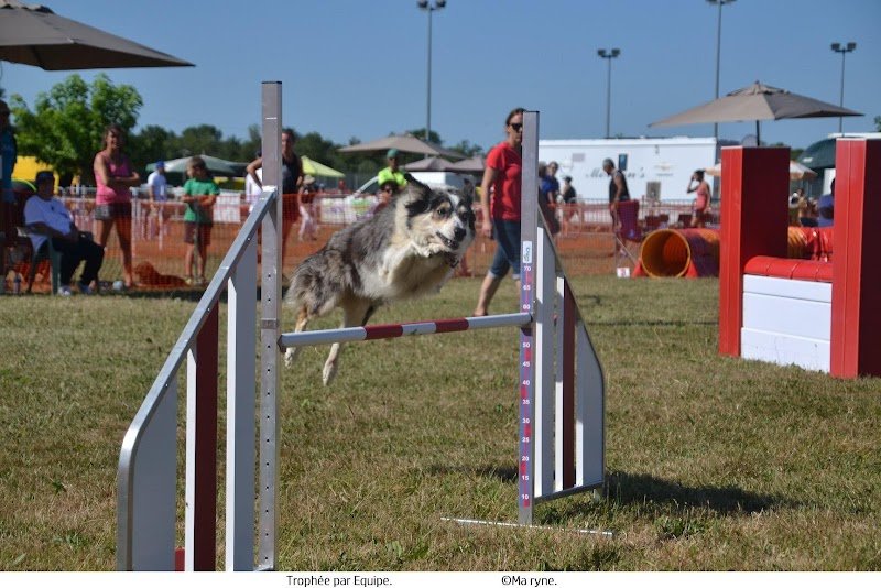 CANITOOLS Educateur canin - photo 2