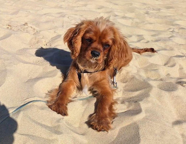 CANITOOLS Educateur canin - photo 3