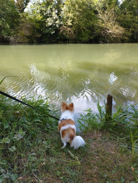 Romuald Deschodt Educateur canin Comportementaliste Poitiers 86 - photo 2