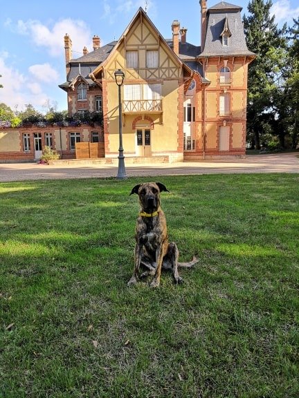 Full Dog Orléans - photo 2