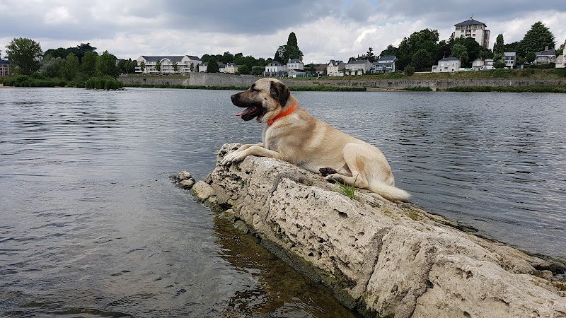 Full Dog Orléans - photo 3