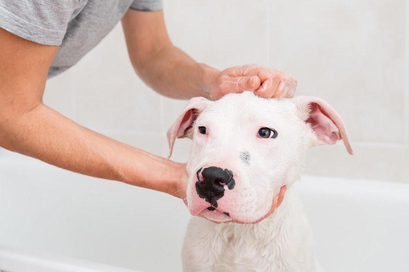 SARL ESPACE CHIENS - photo 2