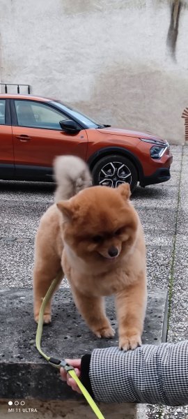 Beauté Canine - photo 1