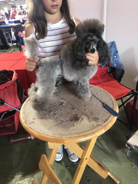 Beauté Canine - photo 2