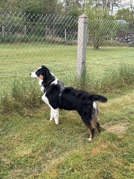 Beauté Canine - photo 3