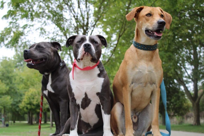 Passion Dog Loiret - photo 2