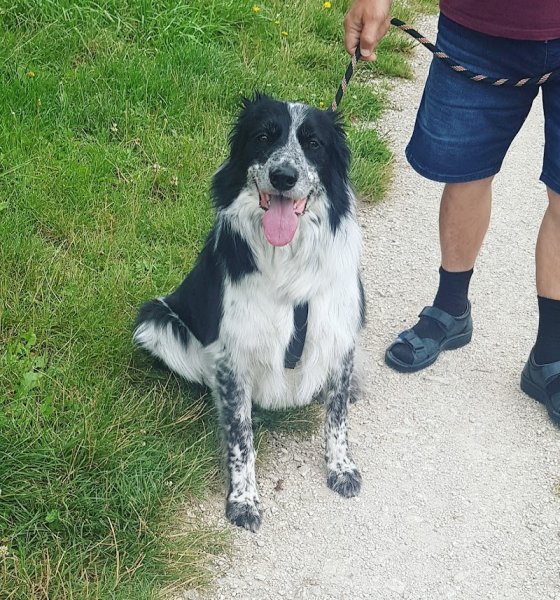 Passion Dog Loiret - photo 3