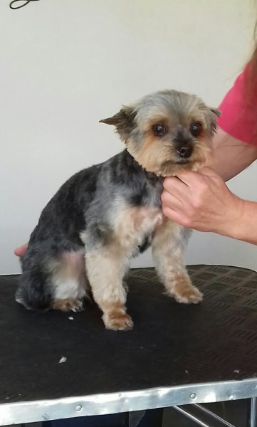 Sandydalmachiens - Dubrulle Sandy - photo 1