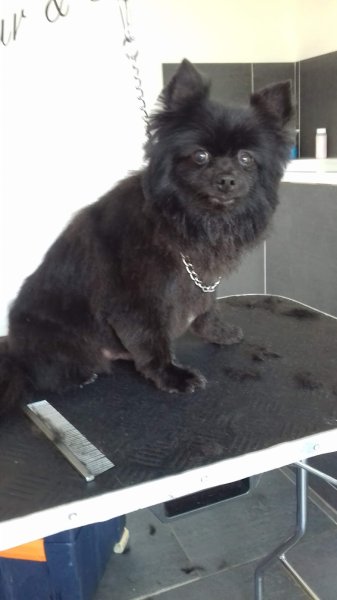 Sandydalmachiens - Dubrulle Sandy - photo 2