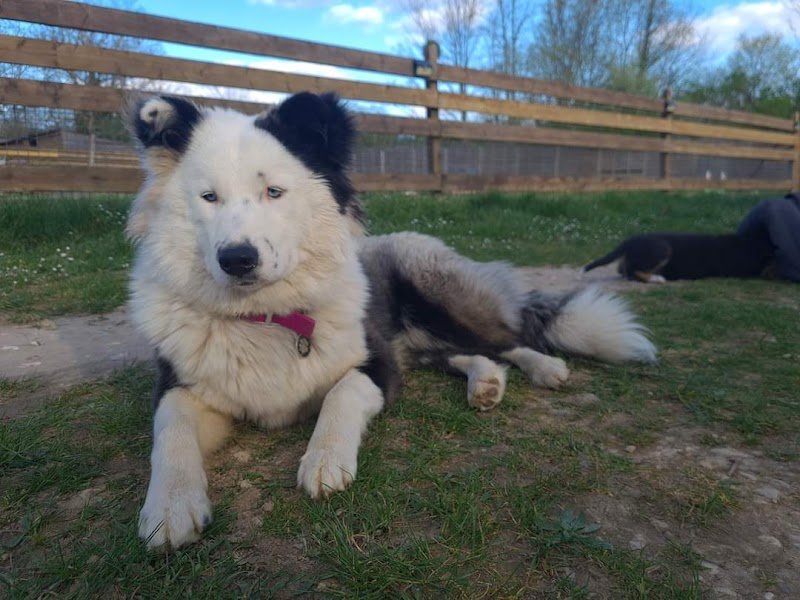 Boucharin éducateur canin - photo 2