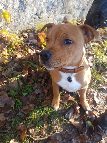 Boucharin éducateur canin - photo 3