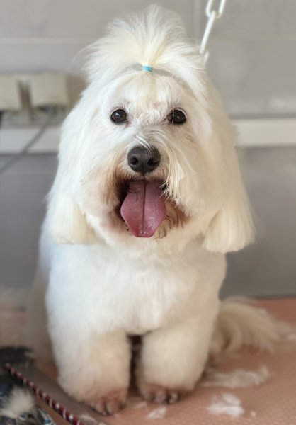 Dog'Seduction - photo 1