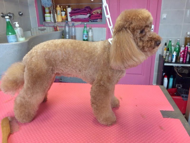 Dog'Seduction - photo 2