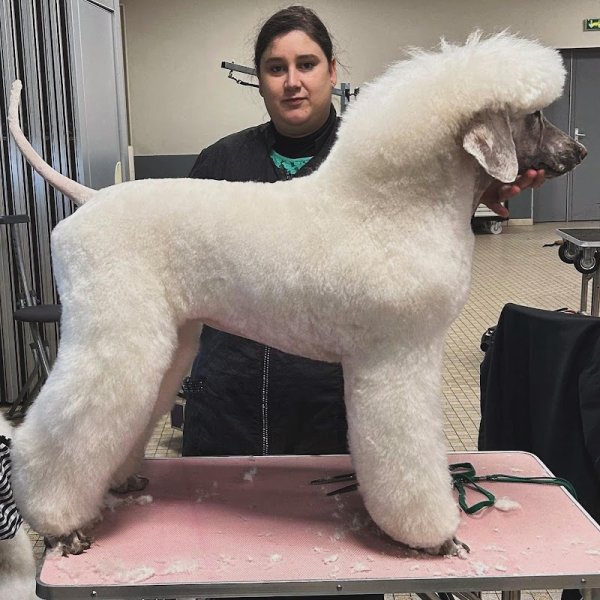 Dog'Seduction - photo 3