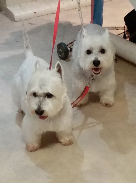 Au Ferté Chien - photo 2