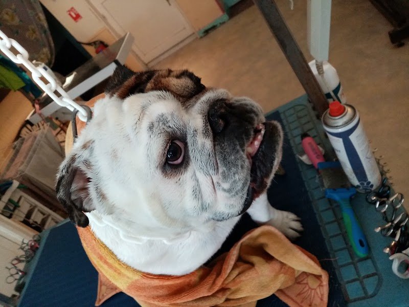 Au Ferté Chien - photo 3