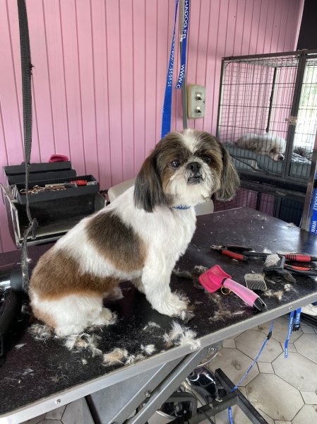 Beauty Dog - photo 2