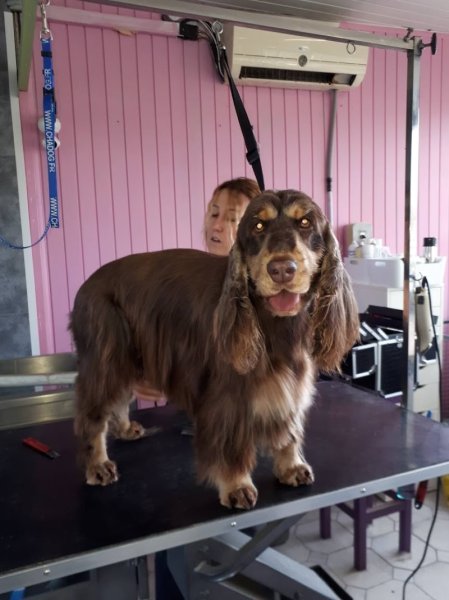 Beauty Dog - photo 3