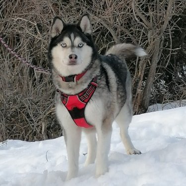 Coeur-Canin77 - photo 2