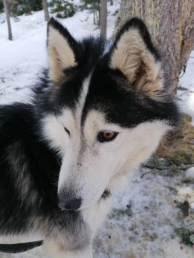 Coeur-Canin77 - photo 3