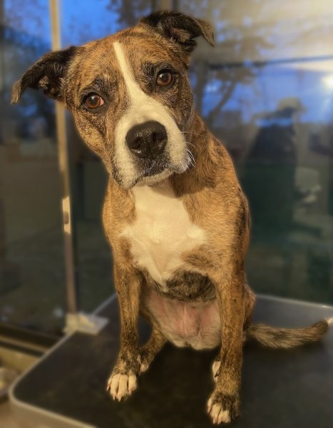 Toilettage L'Idéal Canin