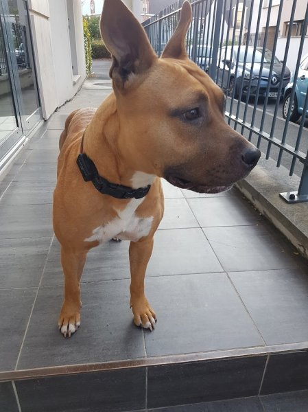 Toilettage L'Idéal Canin - photo 2