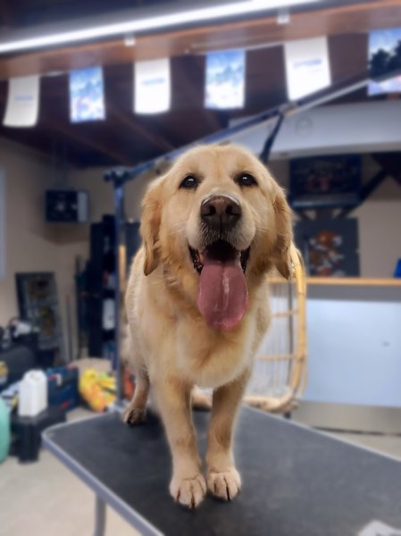 Toilettage L'Idéal Canin - photo 3