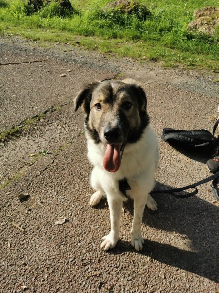 VIK&CO - Conseillère en éducation et en comportement canin - EDUCATEUR CANIN