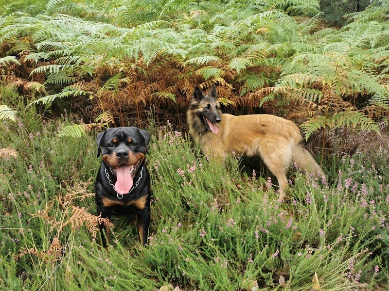 VIK&CO - Conseillère en éducation et en comportement canin - EDUCATEUR CANIN - photo 2