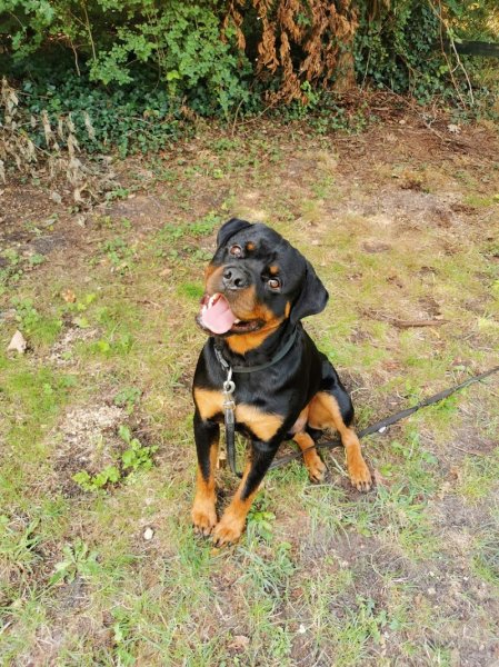 VIK&CO - Conseillère en éducation et en comportement canin - EDUCATEUR CANIN - photo 3