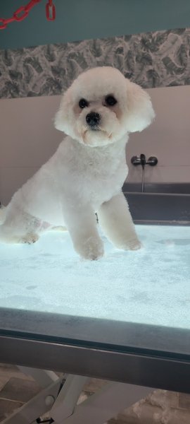 Salon de toilettage Dog paradise lorris - photo 3