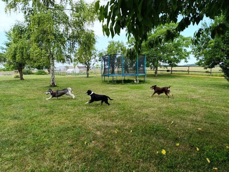 Canins des Champs - photo 1