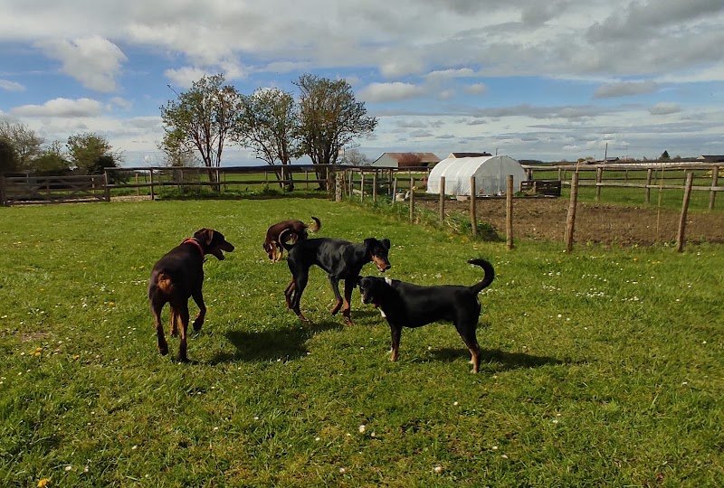 Canins des Champs - photo 2